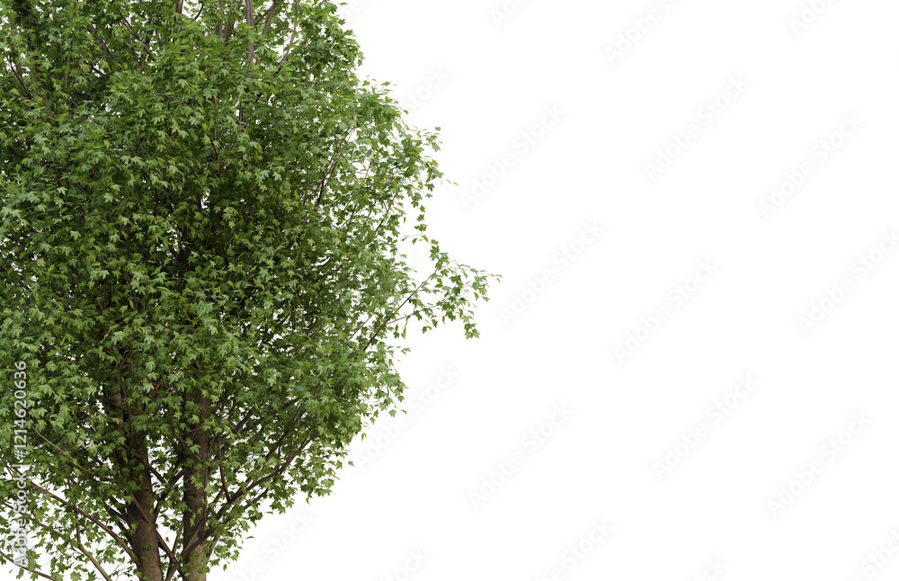 Tropical tree leaves and branch foreground Tropical tree leaves and branch foreground