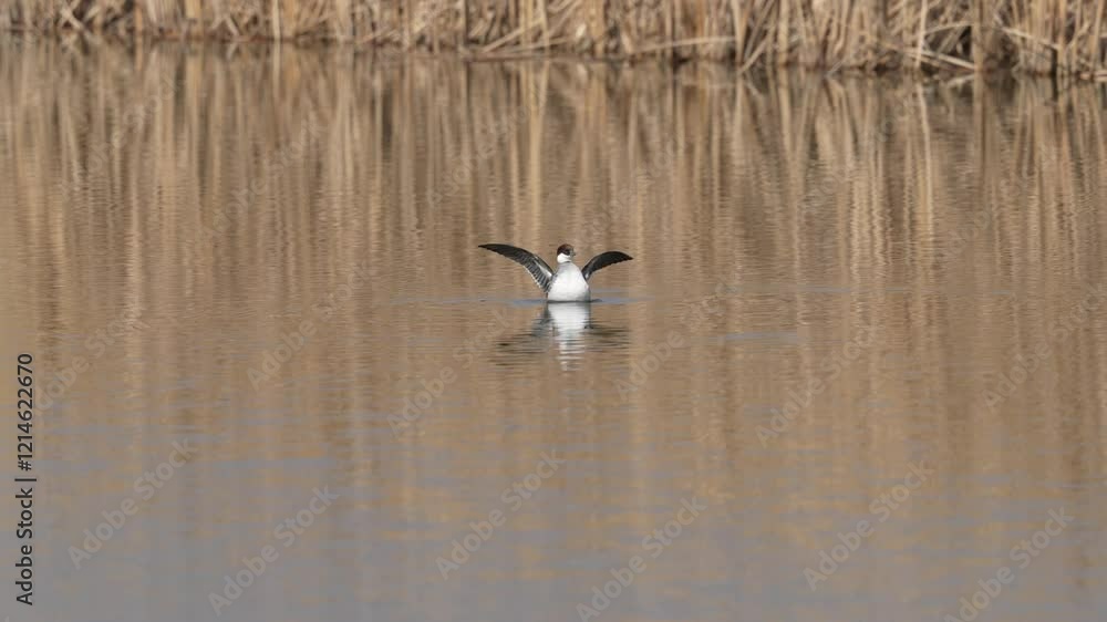 smew in a pond smew in a pond