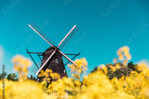 Fotografía Old Windmill in Sweden with blooming rapeseed meadow in the foreground during sp