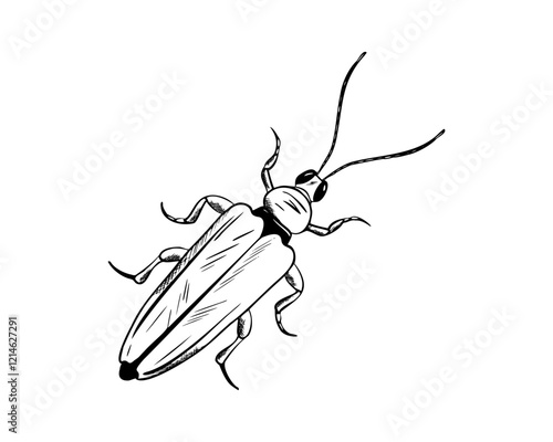 Bug in engraving style. Beetle vector. Hand drawn illustration insect in monochrome black and white colors. Entomology, Myriapoda. Engrave drawing painted by black inks