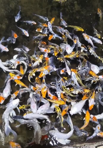 Golden fish in a accuarium 