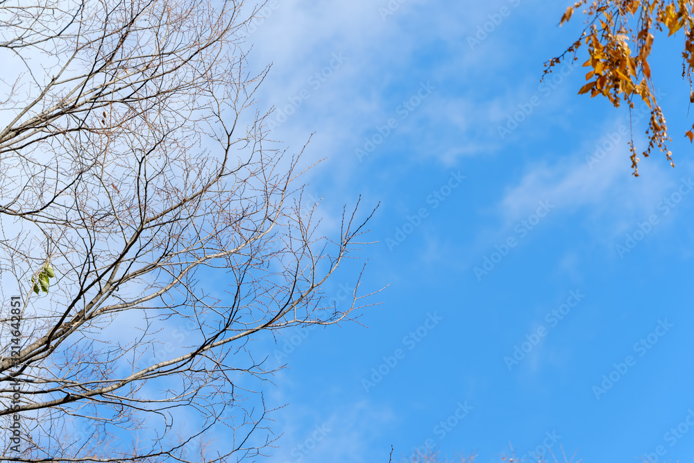 Obraz premium 冬の木々と広がる青空の風景
