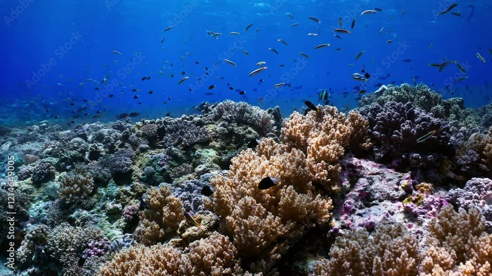 Sun Rays ligthning the Coral Reef - Indonesia Sun Rays ligthning the Coral Reef - Indonesia