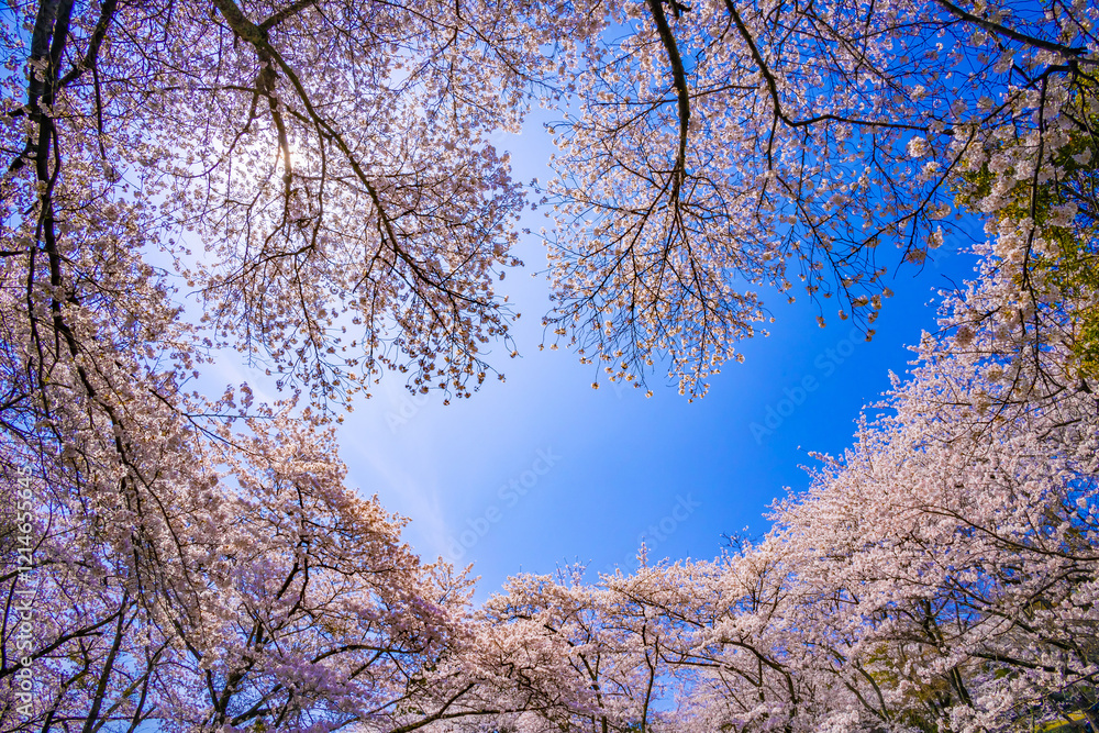 桜花と青空 桜花と青空
