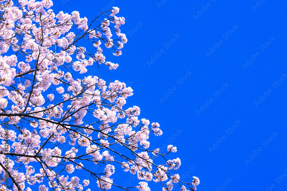 桜花と青空 桜花と青空