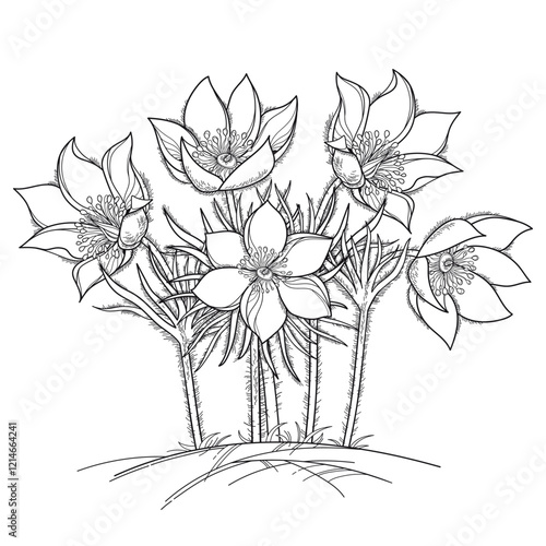 Bunch of outline American pasqueflower or prairie crocus in black isolated on white background.