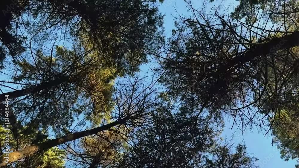 Spinning and rotation looking up under pine and fir trees forest. Spinning underneath tall redwood trees. Looking up in the forest. Pine and spruce trees natural resource in the wild forest. Spinning and rotation looking up under pine and fir trees forest. Spinning underneath tall redwood trees. Looking up in the forest. Pine and spruce trees natural resource in the wild forest.
