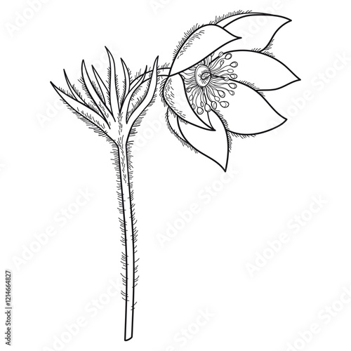 Stem with outline American pasqueflower or prairie crocus in black isolated on white background. 