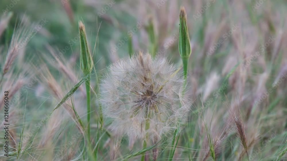 Fluffy dandelion seed head with grass and buds in a natural outdoor environment. Fluffy dandelion seed head with grass and buds in a natural outdoor environment.