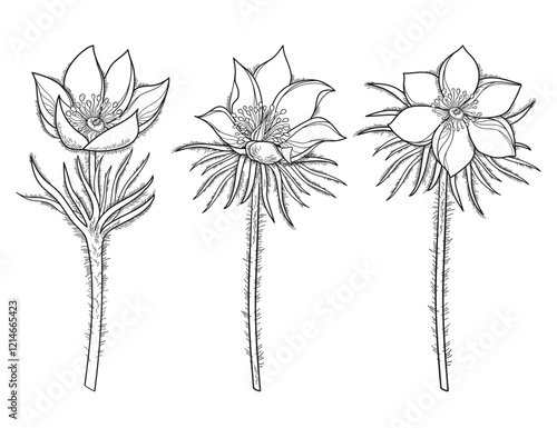 Canvastavla Set of outline American pasqueflower or prairie crocus in black isolated on white background