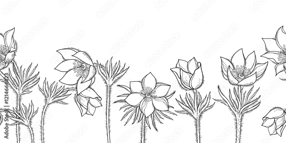 Fototapeta premium Horizontal seamless pattern with outline American pasqueflower in black on the white background.