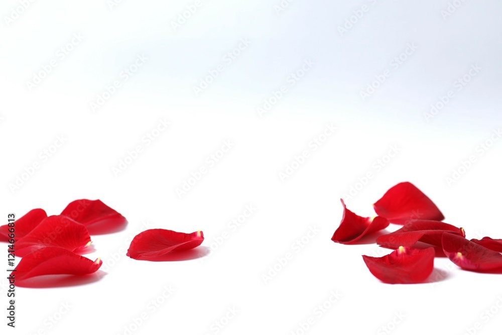 Fototapeta premium Red rose petals on white background