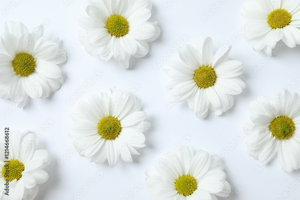 Obraz premium Beautiful chamomile on white background