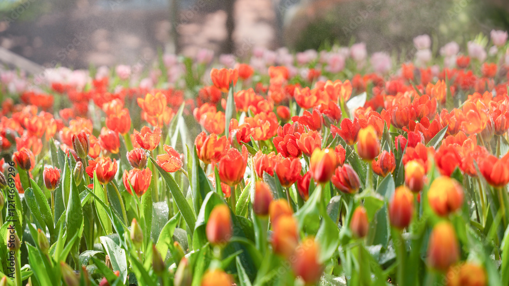 Blooming tulip flowers with water drop in the garden Blooming tulip flowers with water drop in the garden