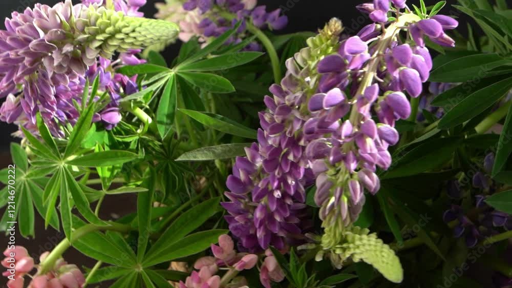 Lupine flowers. Bouquet of purple and pink buds plant Lupine flowers. Bouquet of purple and pink buds plant