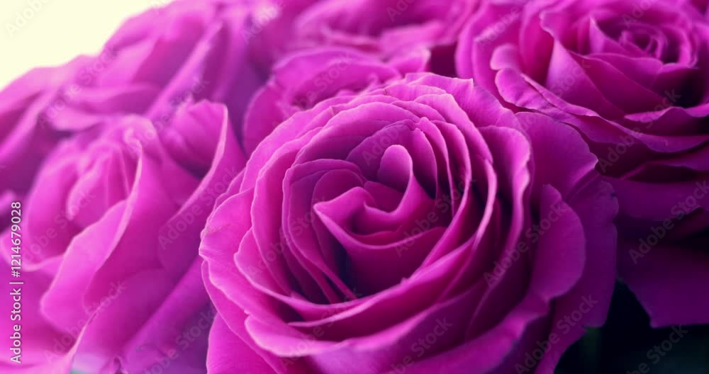 Huge beautiful bouquet of red and pink roses, close-up. Blooming roses real treat. Wedding background, Valentine's day and Mother day concept
Huge beautiful bouquet of red and pink roses, close-up. Blooming roses real treat. Wedding background, Valentine's day and Mother day concept