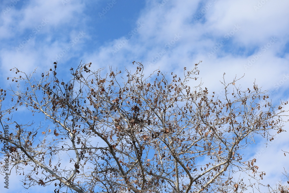 leafless branches of plane tree against cloudy blue sky leafless branches of plane tree against cloudy blue sky