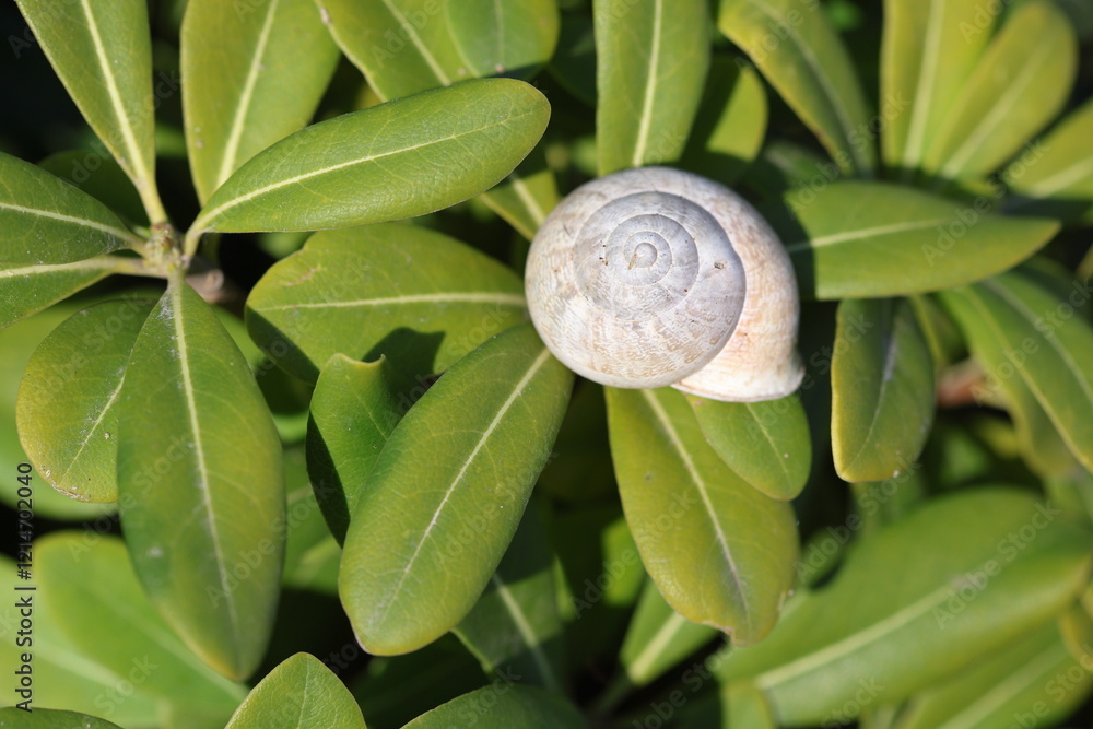 a snail on Australian laurel (Japanese pittosporum) a snail on Australian laurel (Japanese pittosporum)