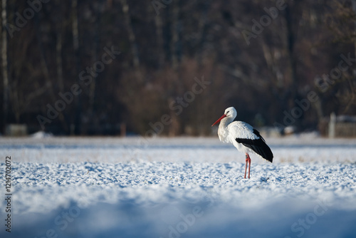White stork standing on snowy meadow