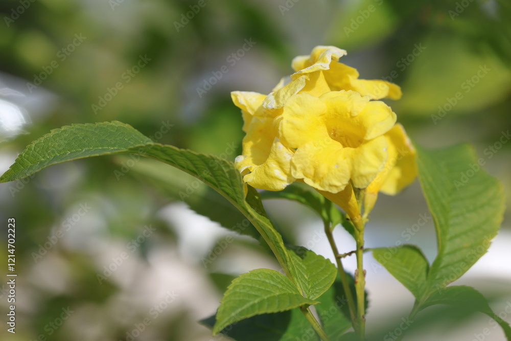yellow blooms of Tecoma stans in autumn yellow blooms of Tecoma stans in autumn