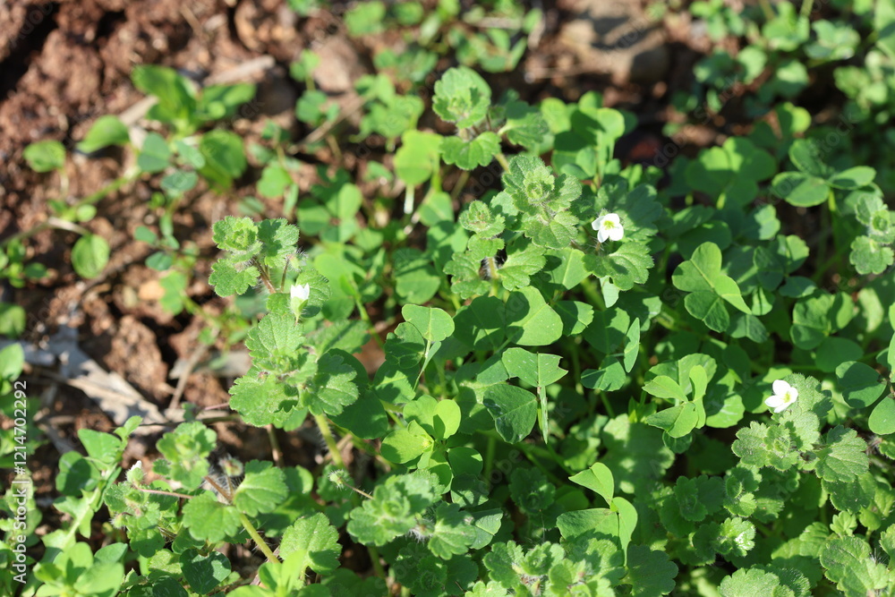 Obraz premium Veronica cymbalaria (pale speedwell) is a species of flowering plant in the Plantaginaceae 