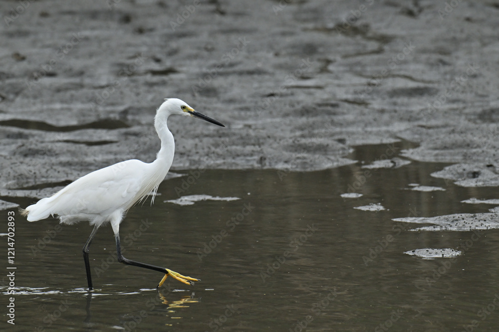 コサギ little egret コサギ little egret