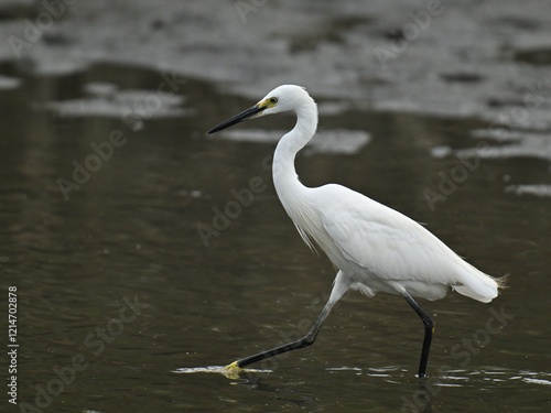 コサギ little egret 