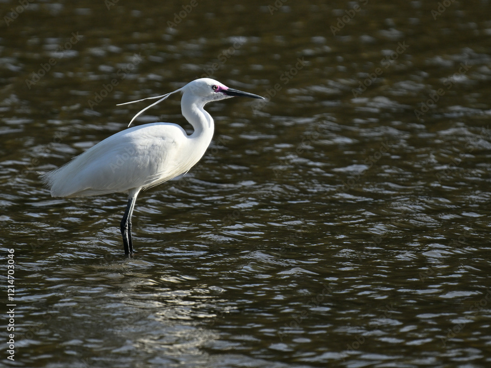 Obraz premium コサギ little egret 