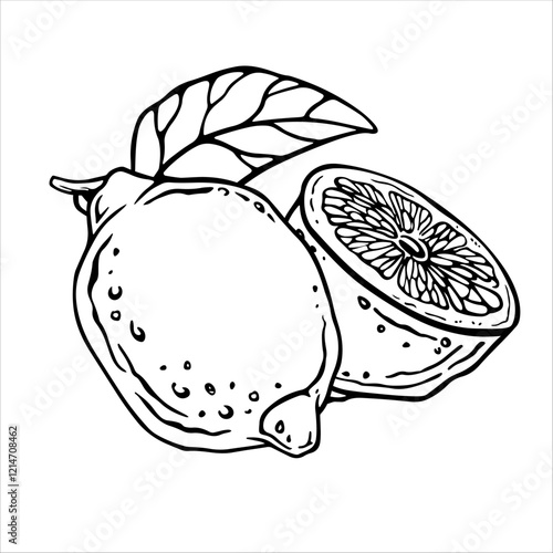 Lemon. Black and white ink graphic composition with whole fruit and half. Hand drawn vector illustration of citrus for juice label or kitchen design. Drawing of cut lime fruit in linear style.