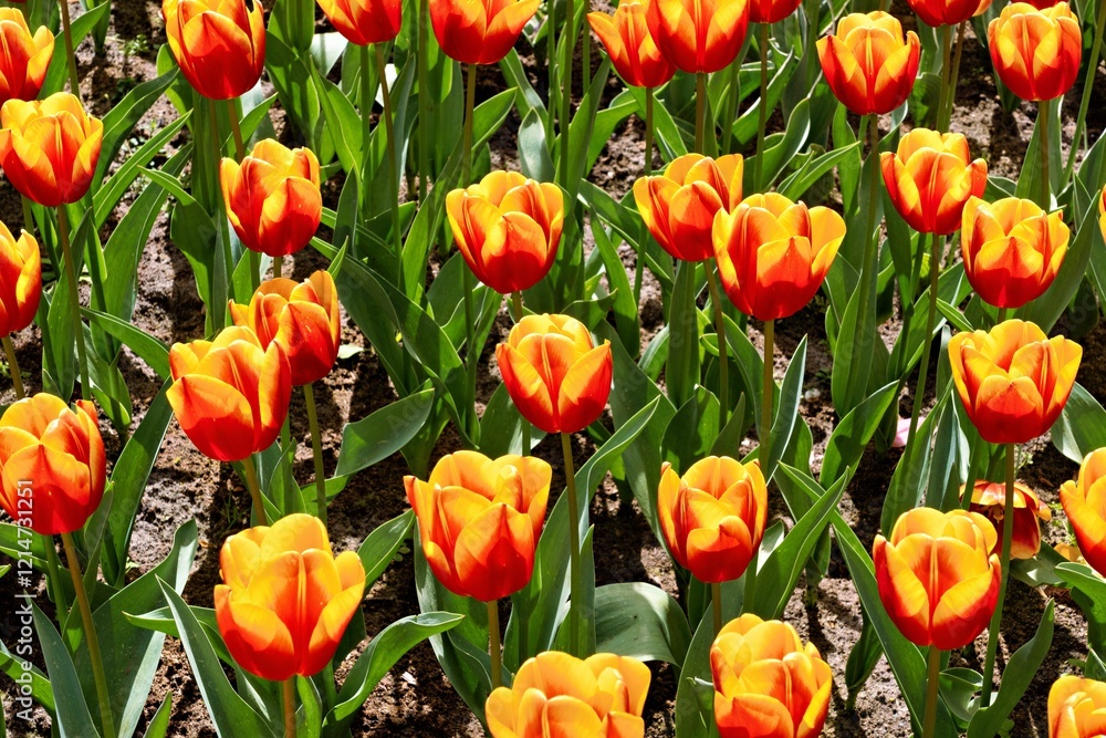 Vibrant orange tulips in full bloom. Vibrant orange tulips in full bloom.
