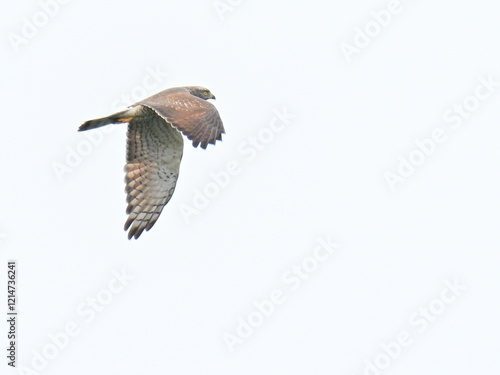 サシバ gray-faced buzzard