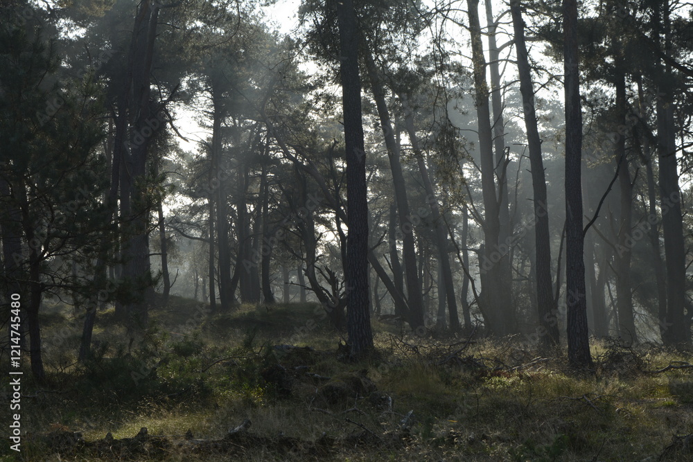 Fototapeta premium Wald