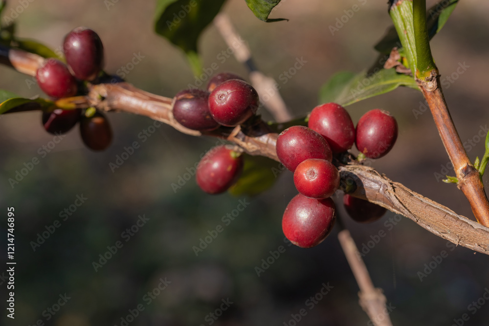 Coffee tree concept. Organic coffee berries beans. Red berry branch. coffee beans on the tree organic farming concept Coffee tree concept. Organic coffee berries beans. Red berry branch. coffee beans on the tree organic farming concept