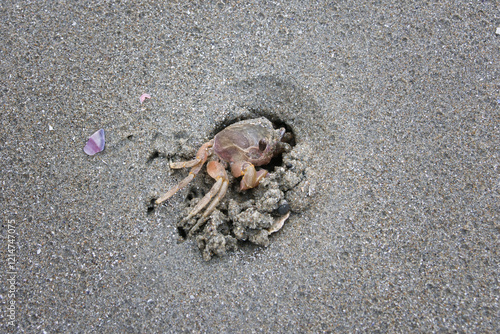 砂浜にいた一匹の小さな可愛いカニ