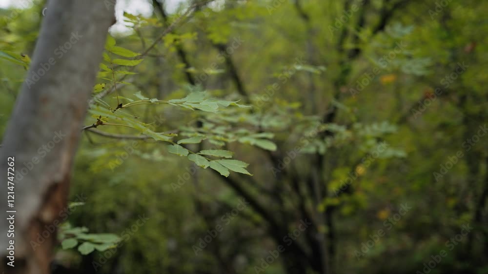 The leaves are swaying in the wind. Green mountain forest. Mountain reserve. A clean natural place. The leaves are swaying in the wind. Green mountain forest. Mountain reserve. A clean natural place.