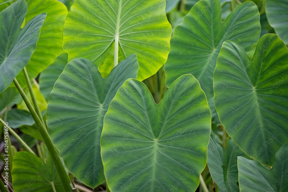 A close-up of several large, green taro leaves A close-up of several large, green taro leaves