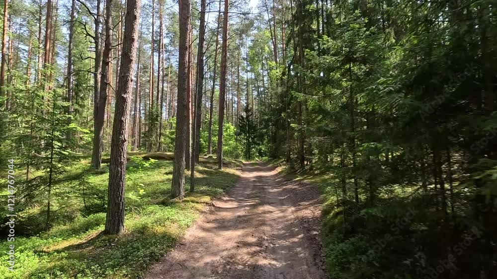 Rural road, the roadside and green forest, the path along the sand and earth. Rural road, the roadside and green forest, the path along the sand and earth.