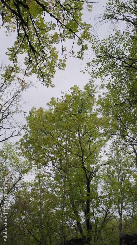 The trees are swaying in the wind. Green mountain forest. Mountain reserve. A clean natural place. The trees are swaying in the wind. Green mountain forest. Mountain reserve. A clean natural place.
