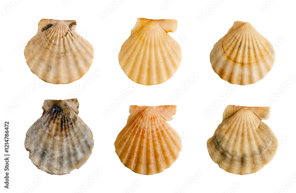 set of clam shells on a transparent background
