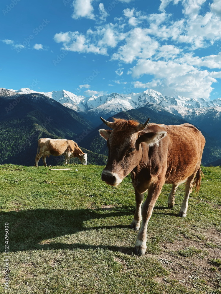 Cows grazing in a meadow with mountains in the background Cows grazing in a meadow with mountains in the background