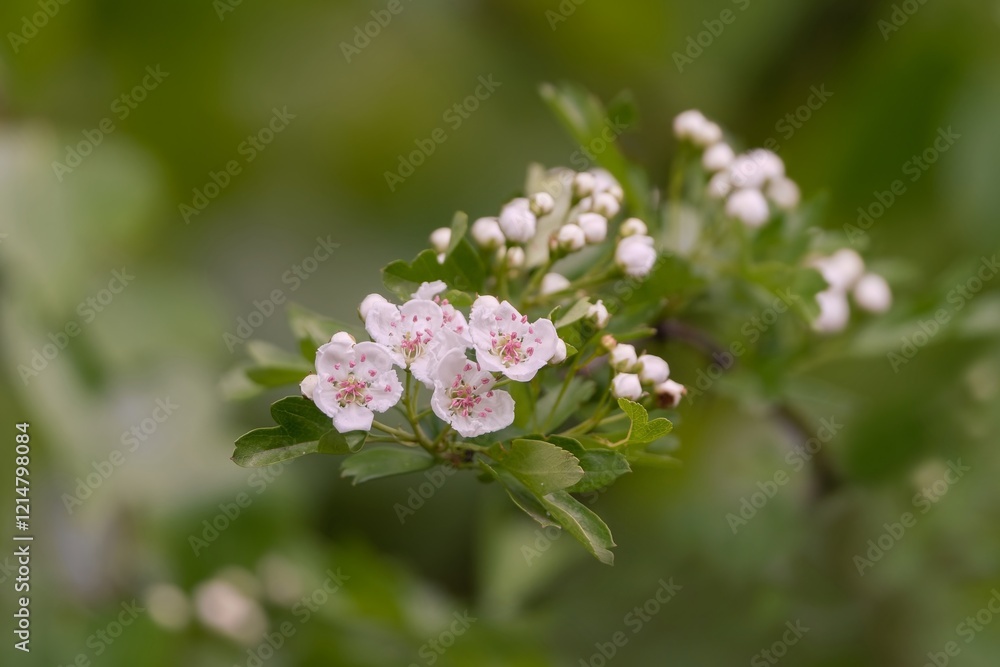 Fototapeta premium Beautifully blooming hawthorn branch