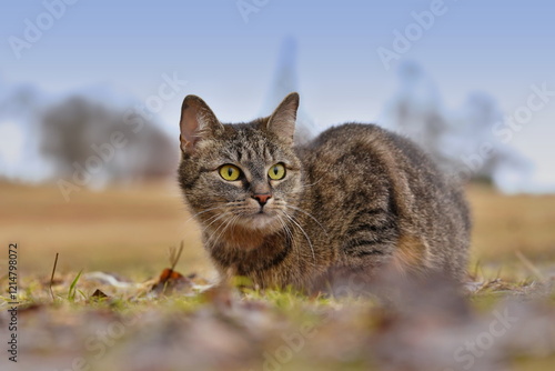 A beautiful tabby cat is lurking on the meadow. 