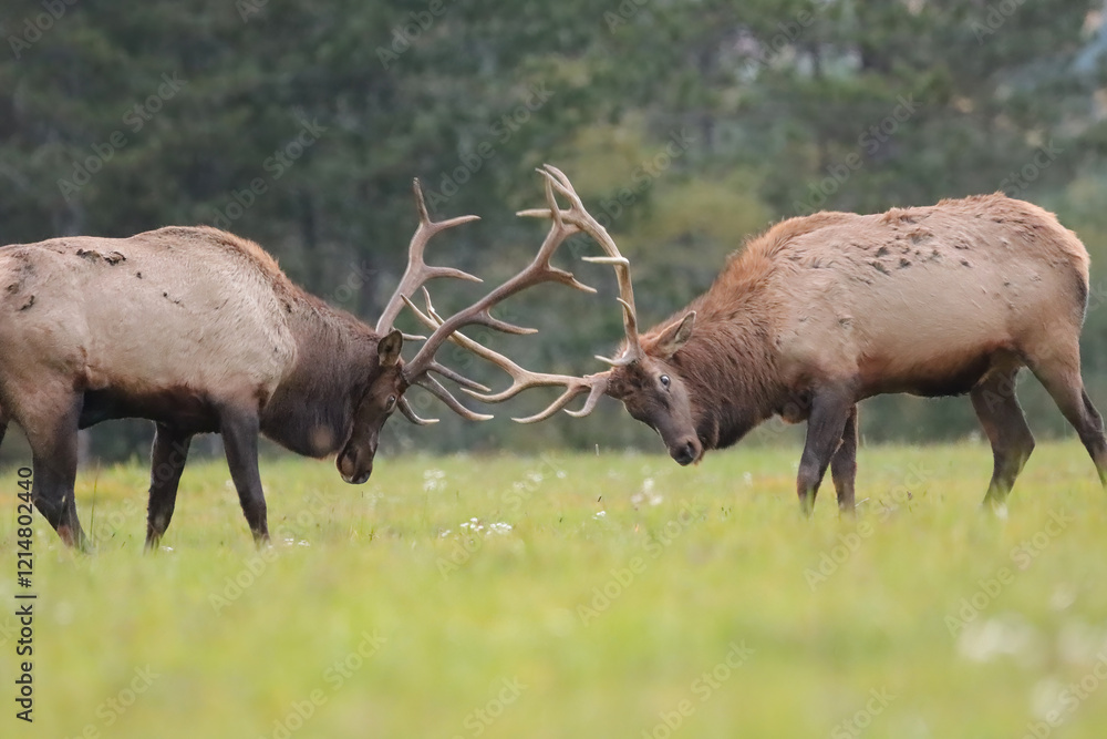 Elk Bulls Battling Fall Rut Lock Antlers Horns Elk Bulls Battling Fall Rut Lock Antlers Horns