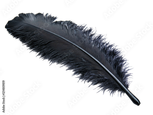 Isolated Black Feather Single Detail photo