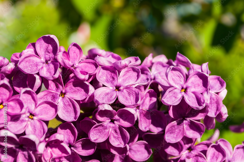 Lilac flowers, spring flower background, spring lilac flowers blooming in the spring garden Lilac flowers, spring flower background, spring lilac flowers blooming in the spring garden
