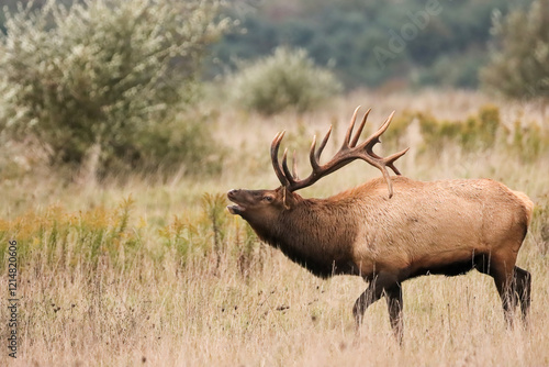 Beautiful Elk Bull Flehmen Response Bugle Haunting Melody Rut Action 7x7 8x7 8x8 photo