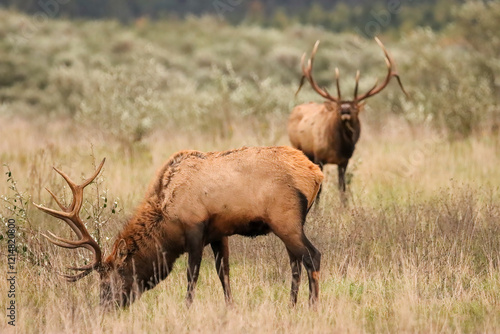 Beautiful Elk Bull Flehmen Response Bugle Haunting Melody Rut Action 7x7 8x7 8x8 photo