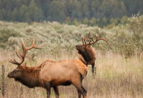 Beautiful Elk Bull Flehmen Response Bugle Haunting Melody Rut Action 7x7 8x7 8x8 photo