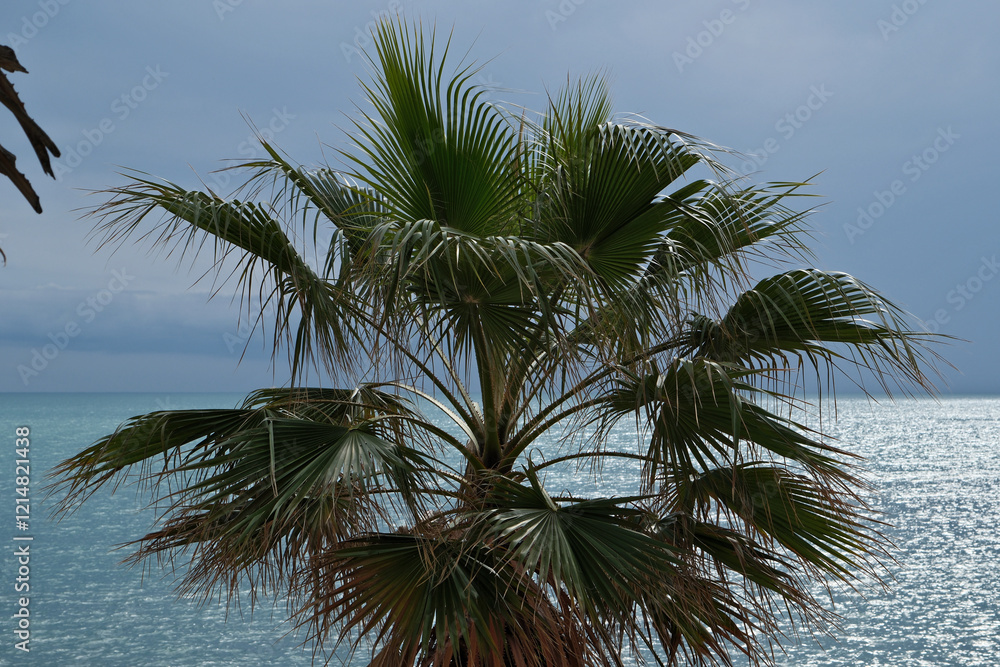 Fototapeta premium Palm tree on the background of the sea and sky with clouds