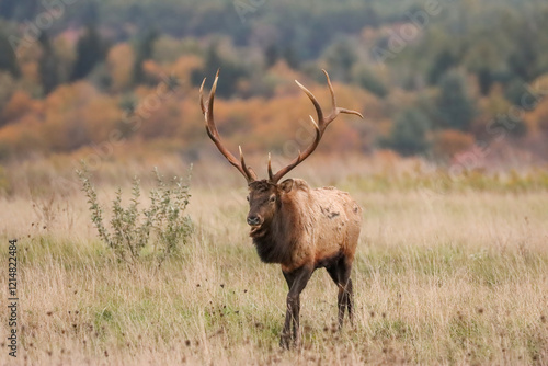 Regal Majestic Elk Bull Powerful Pose Benezette PA Pennsylvania 7x7 8x7 8x8 Rut photo